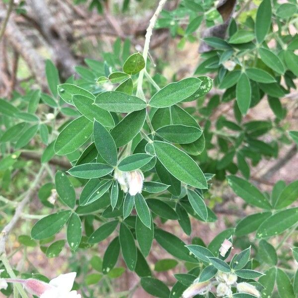 Chamaecytisus prolifer Leaf