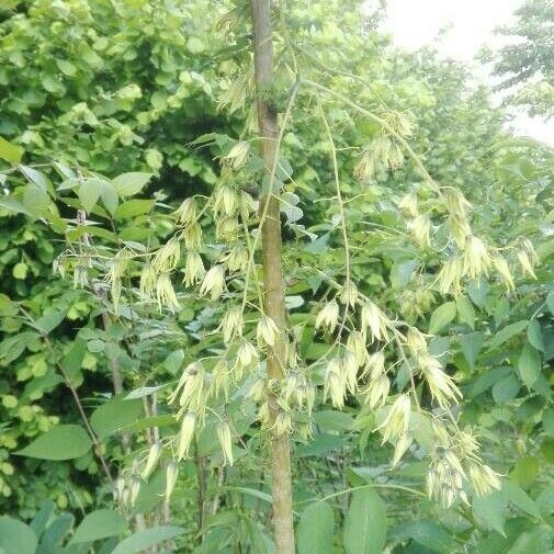 Decaisnea insignis Flower