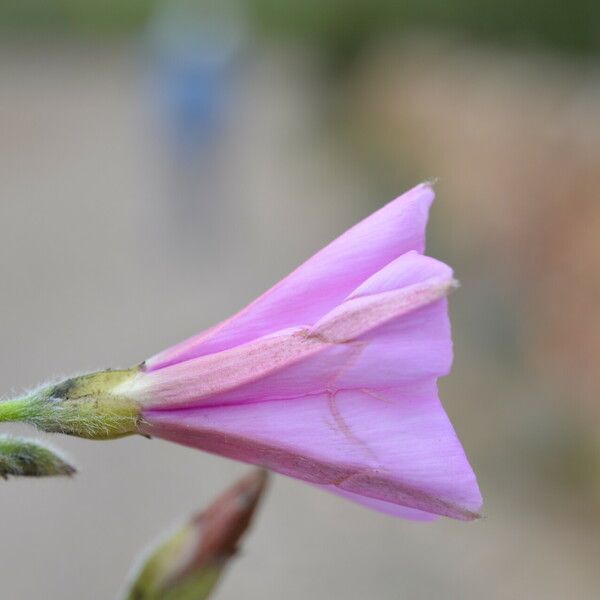 Convolvulus althaeoides Квітка