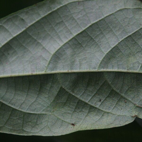 Macaranga barteri Leaf