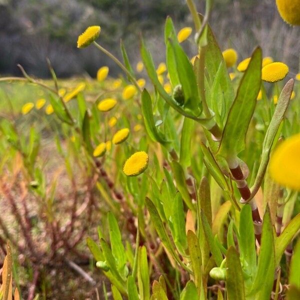 Cotula coronopifolia ᱛᱟᱦᱮᱸ