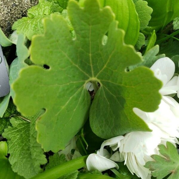 Sanguinaria canadensis Лист