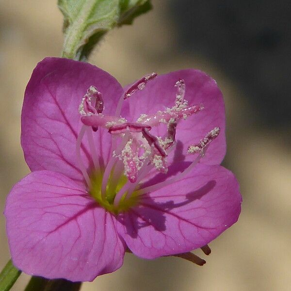 Oenothera rosea 花