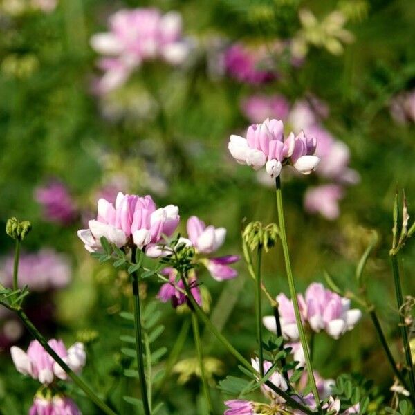 Coronilla varia Hàbitat