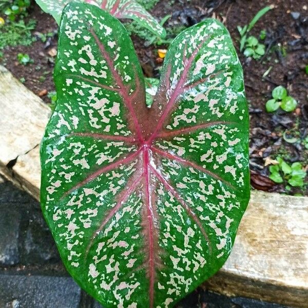 Caladium bicolor 叶