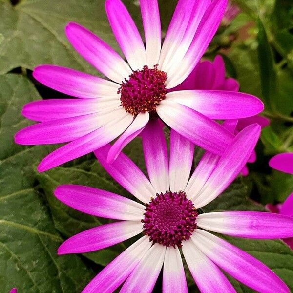 Pericallis lanata Kvet