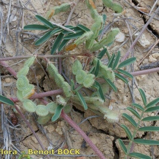 Hedysarum spinosissimum 其他