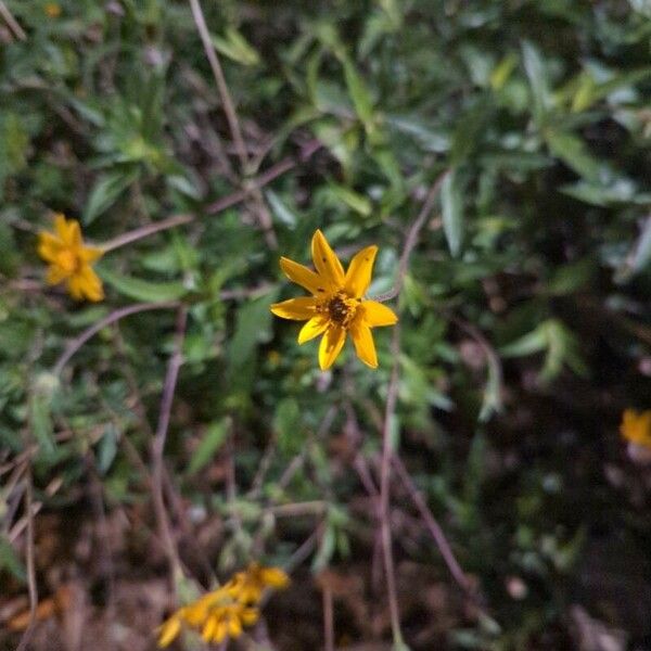 Wedelia acapulcensis Çiçek