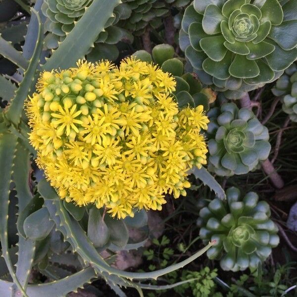 Aeonium arboreum Flower