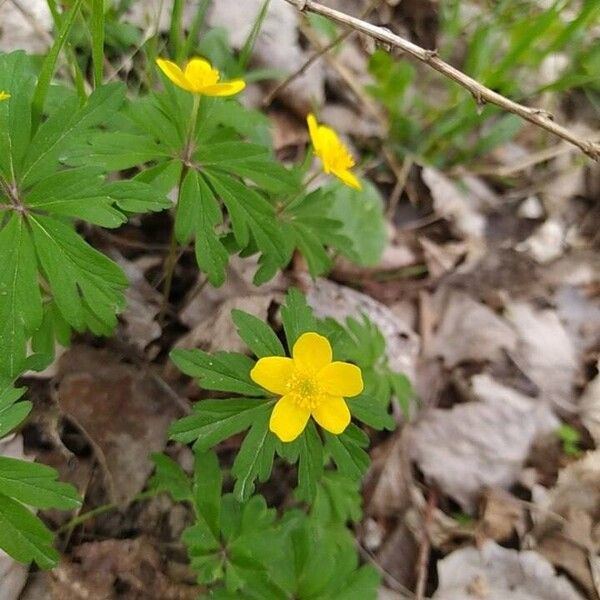 Anemonoides ranunculoides Flor