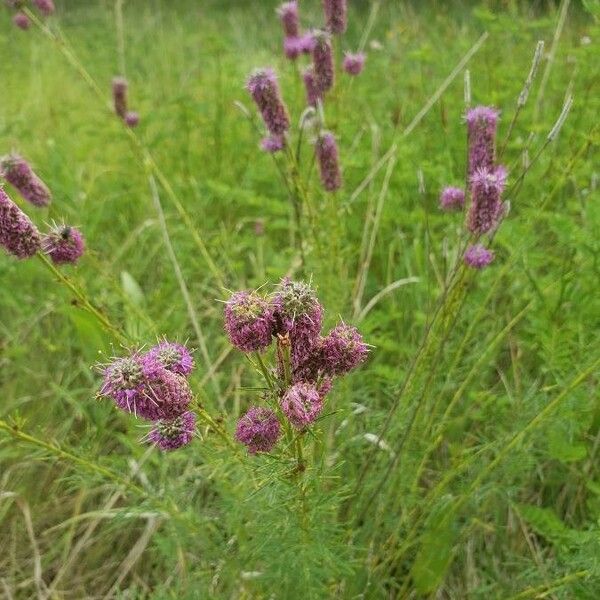 Dalea purpurea Flor