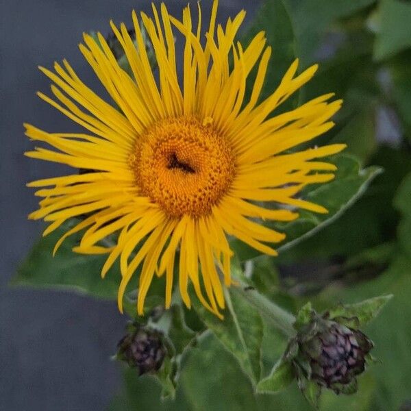 Inula helenium Flower