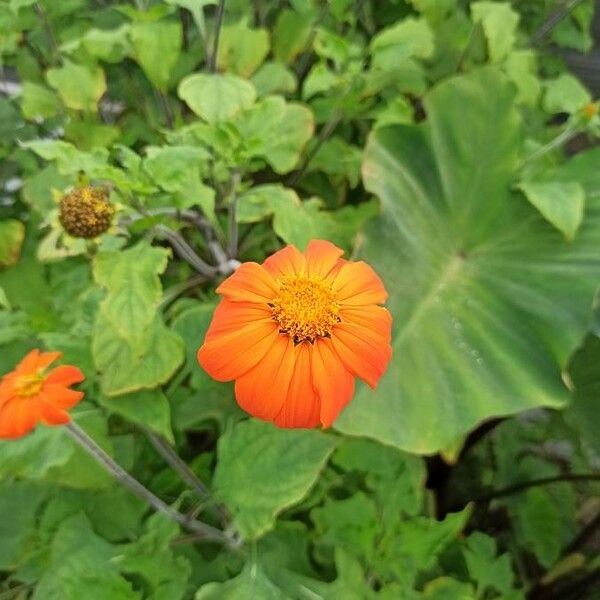 Tithonia rotundifolia 花