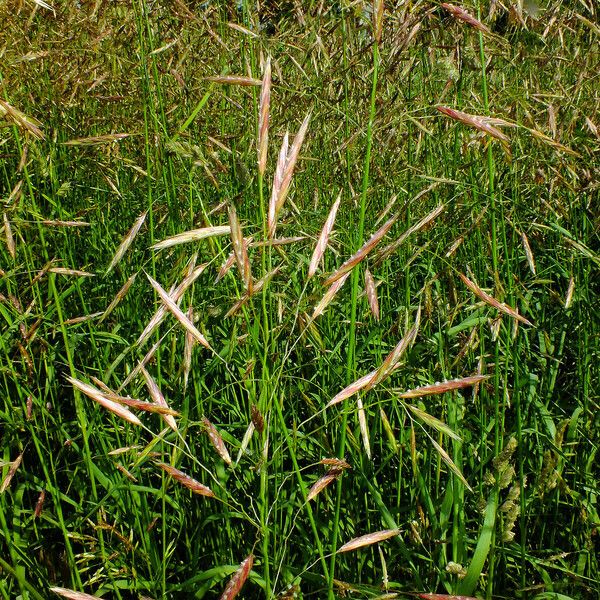 Bromus inermis Λουλούδι