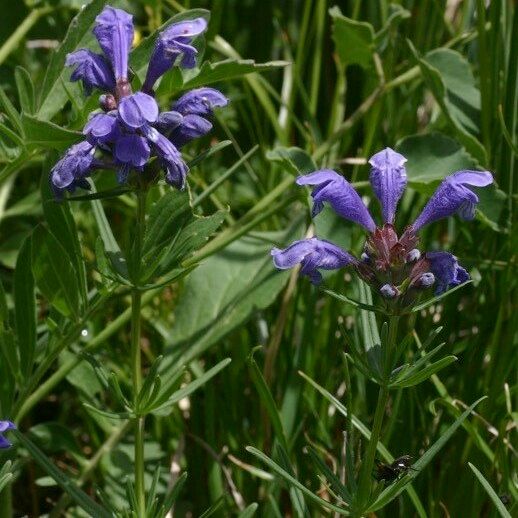 Dracocephalum ruyschiana Habitus