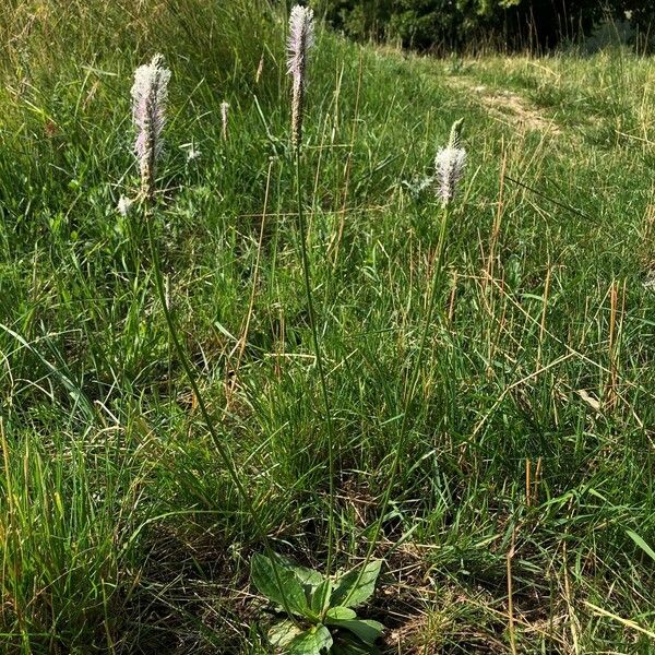 Plantago media Staniste