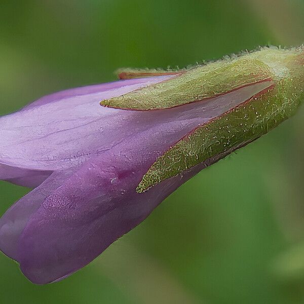 Epilobium palustre Blüte