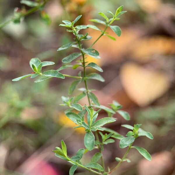 Hypericum australe Flower