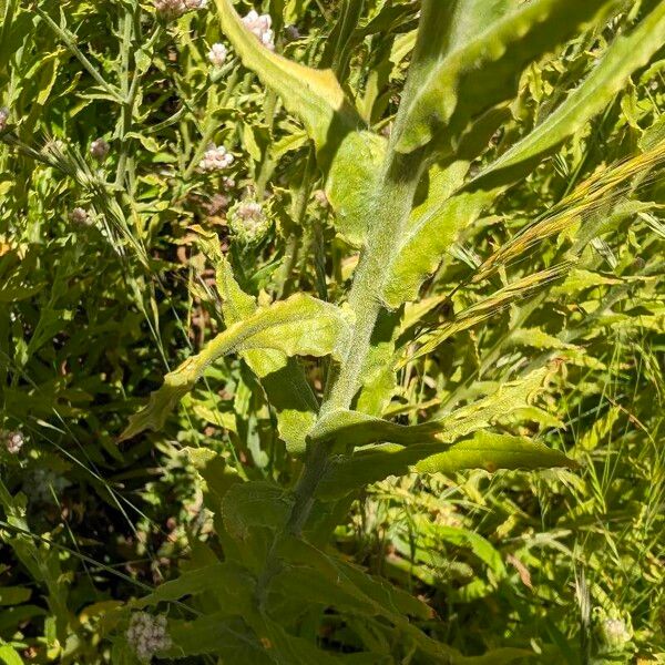 Pseudognaphalium californicum Blatt