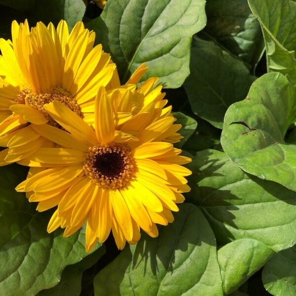 Gerbera jamesonii Lorea