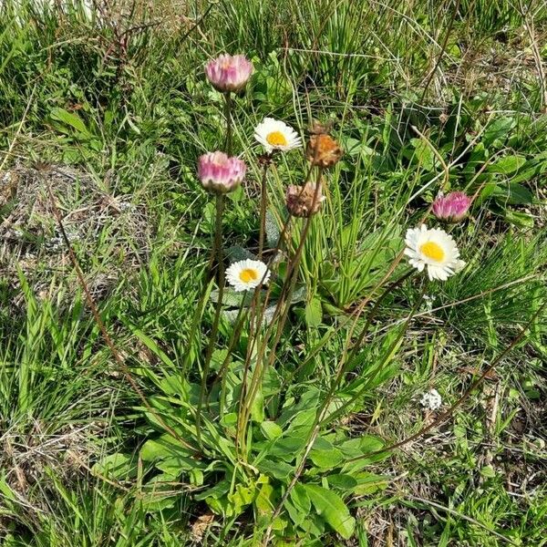 Bellis sylvestris موطن