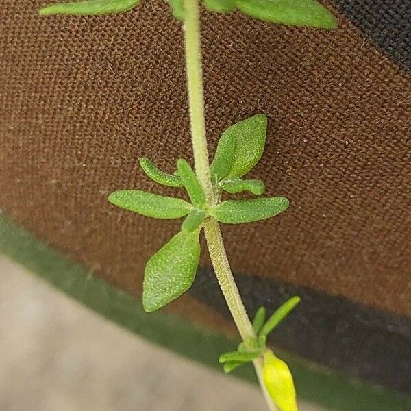 Thymus longicaulis Blad