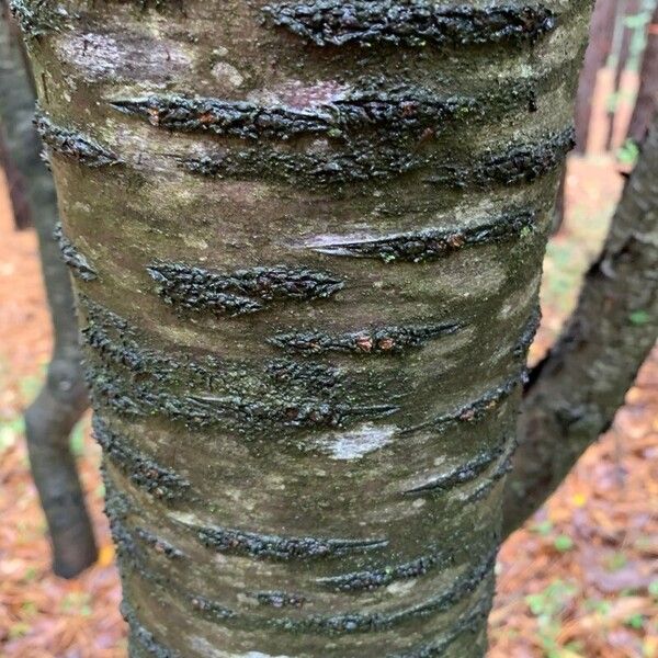 Betula occidentalis പുറംതൊലി