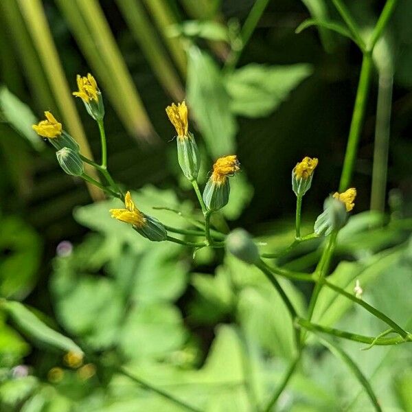 Crepis pulchra फूल