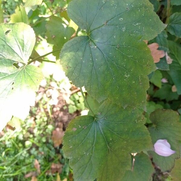 Eriocapitella hupehensis Leaf