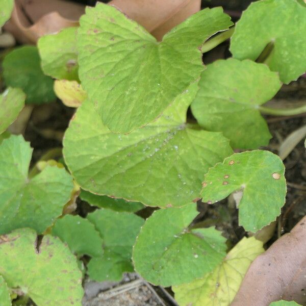 Centella asiatica 葉