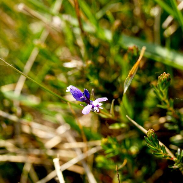 Polygala serpyllifolia عادت داشتن