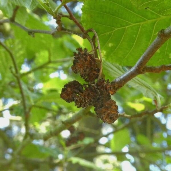 Alnus incana Фрукт