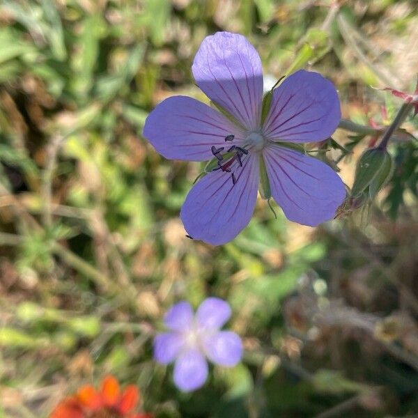 Geranium pratense फूल