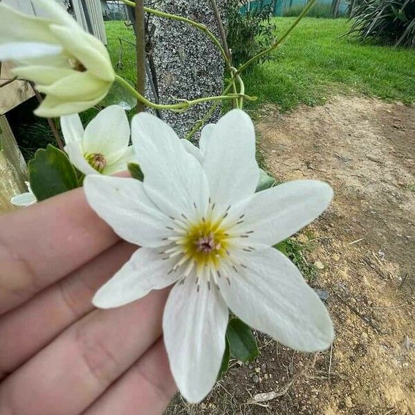 Clematis cirrhosa Floare