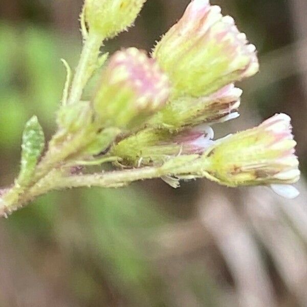 Ageratina adenophora പുഷ്പം