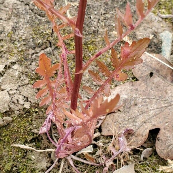 Rorippa palustris Fulla