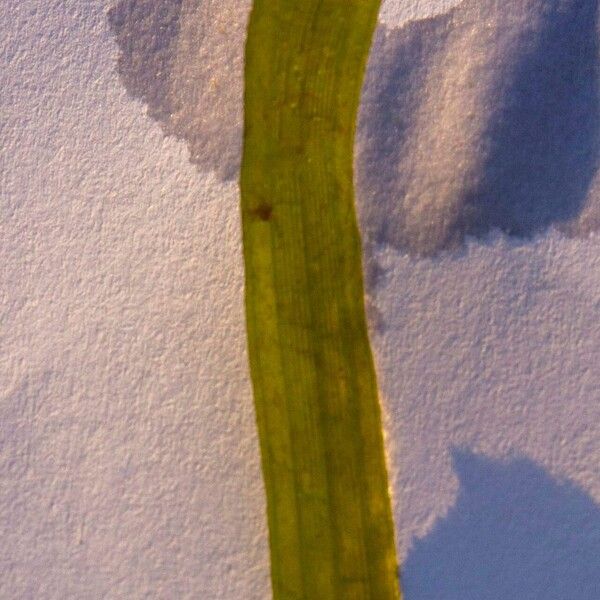 Vallisneria spiralis Leaf