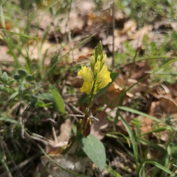 Polygala flavescens फूल