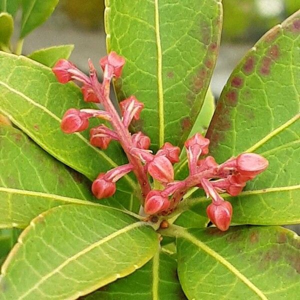 Pieris japonica Flor