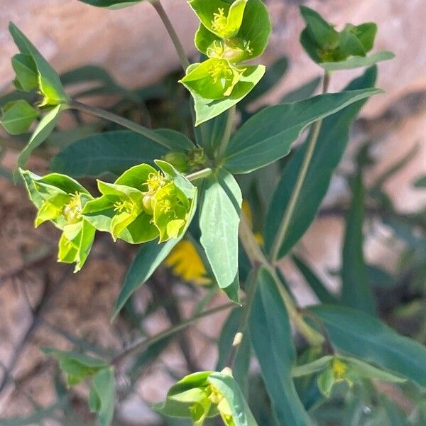 Euphorbia taurinensis Leaf