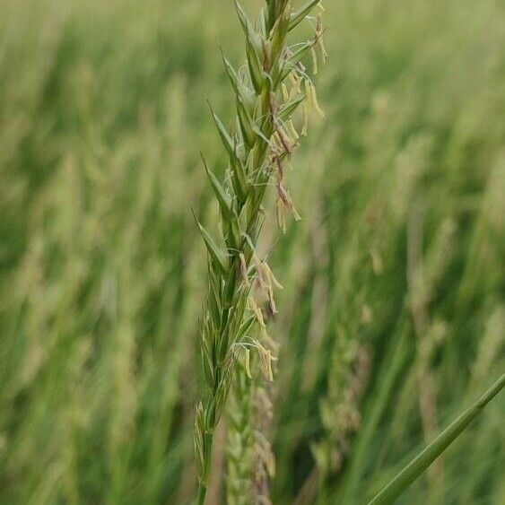 Elymus repens Flower