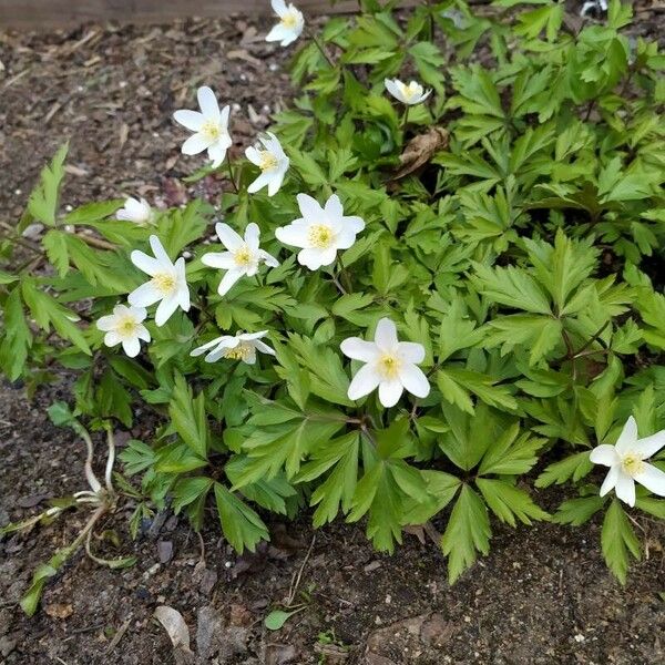 Anemonoides quinquefolia Flor