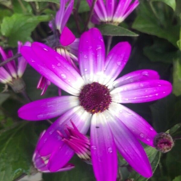 Pericallis lanata Flor