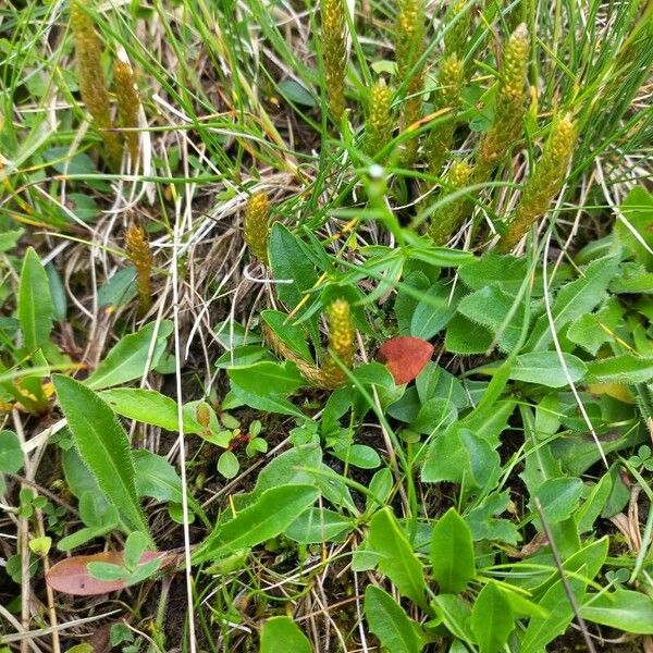 Selaginella selaginoides Floare