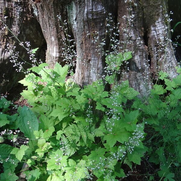 Tiarella trifoliata Levél