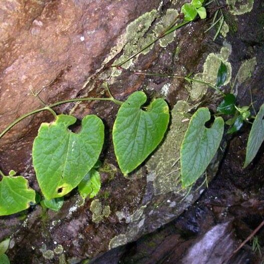 Polyclathra cucumerina Habitatea