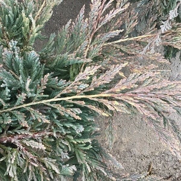 Juniperus horizontalis Hoja