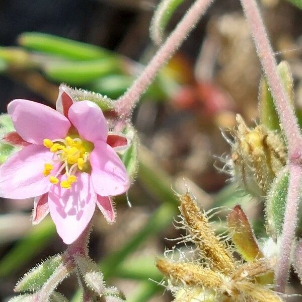 Rhodalsine geniculata Kukka