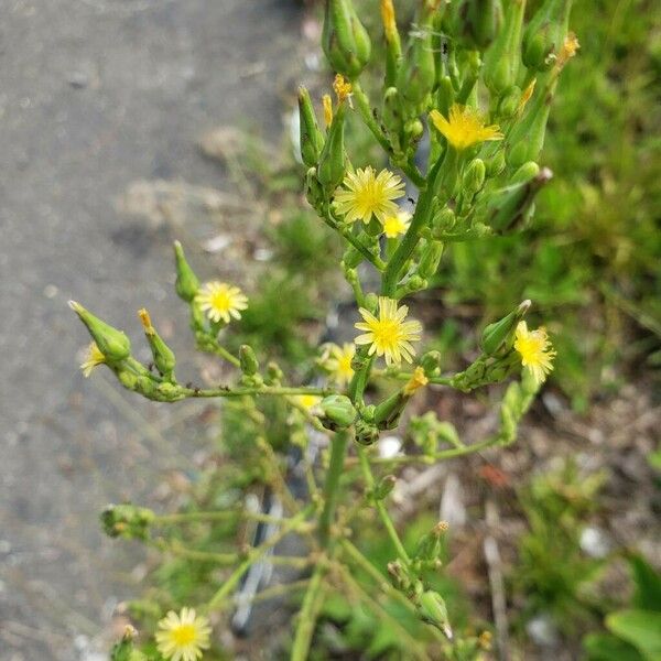 Lactuca canadensis Blomst