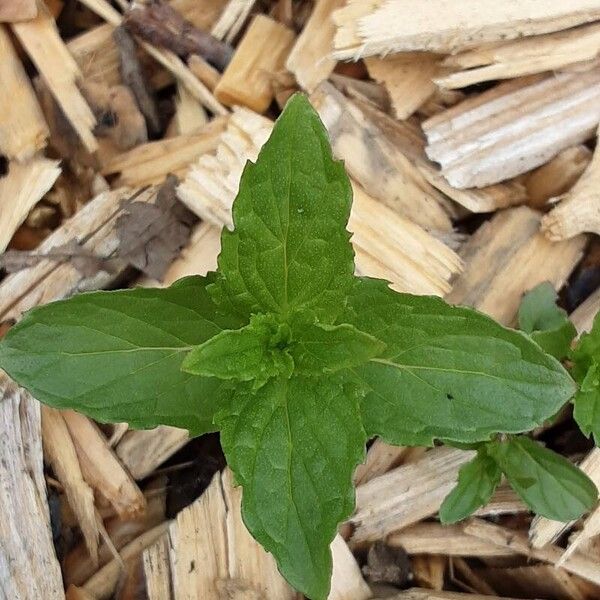 Mentha canadensis Лист